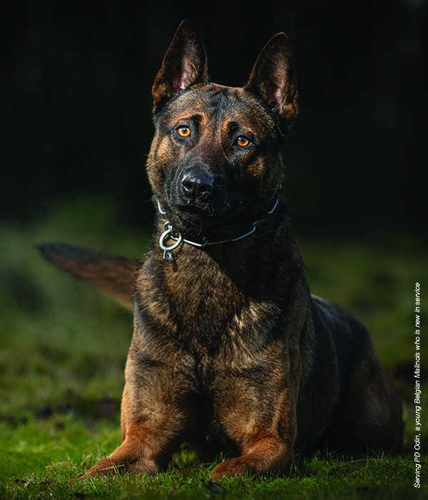 Malinois dog clearance police breeds